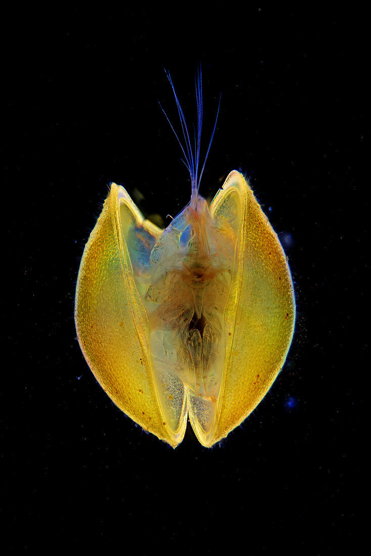 Ostracod aquatic crustacean, light micrograph