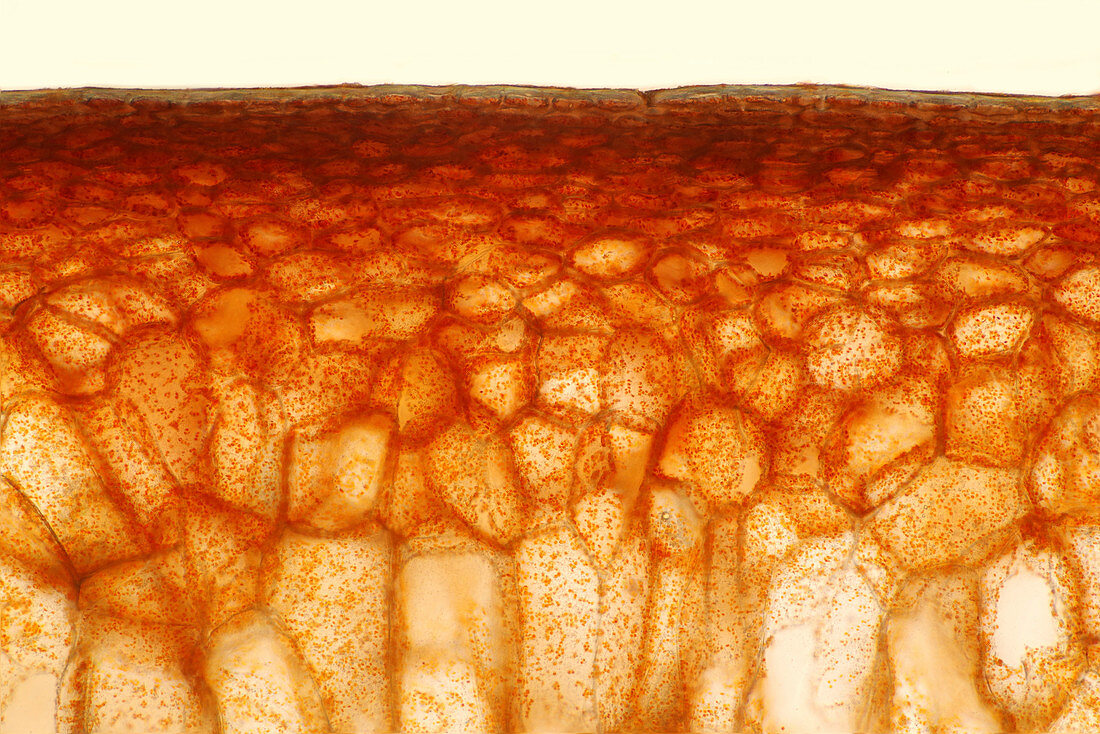 Pepper external layer, light micrograph