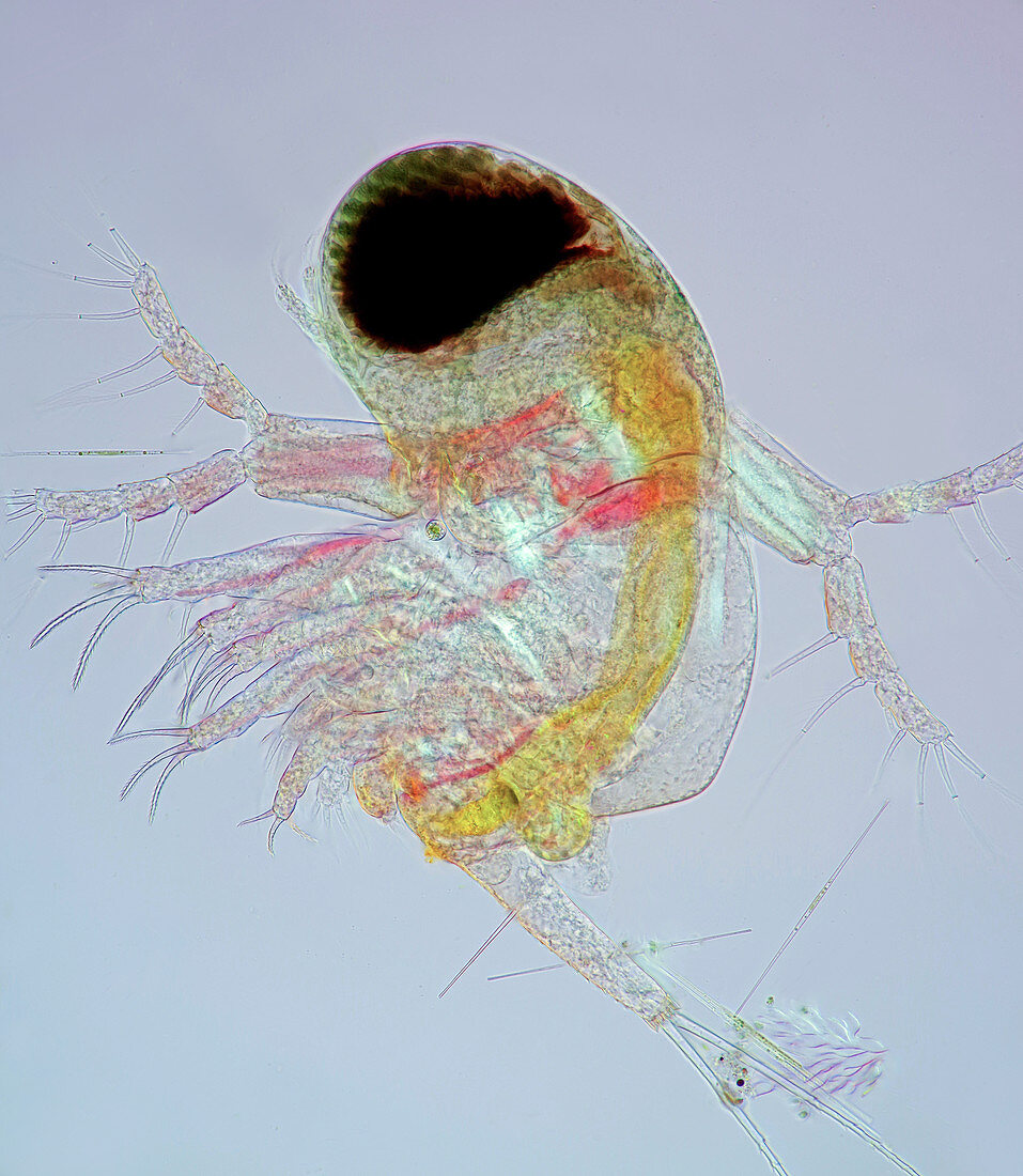 Polyphemus water flea, light micrograph