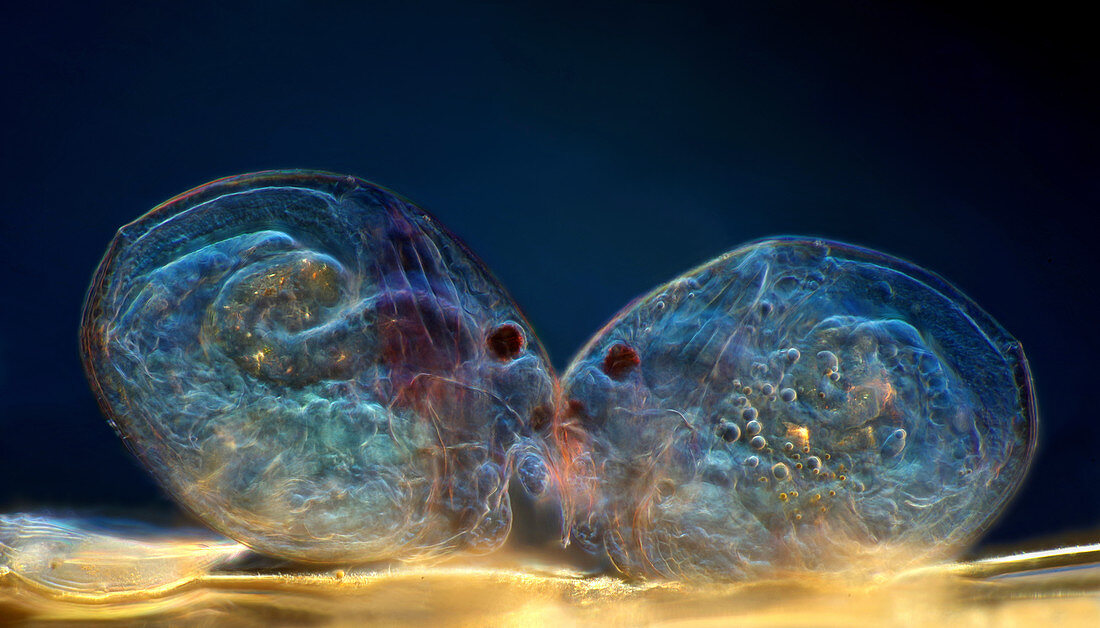 Chydorus water fleas, light micrograph