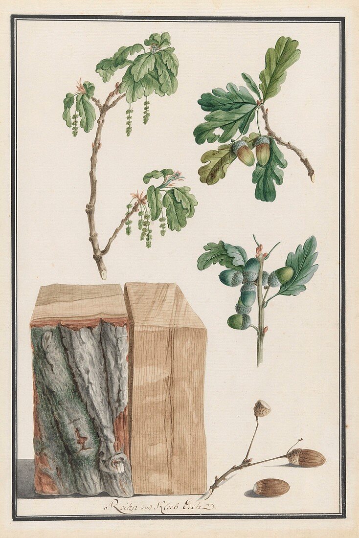 Oak tree, 18th-century botanical illustration