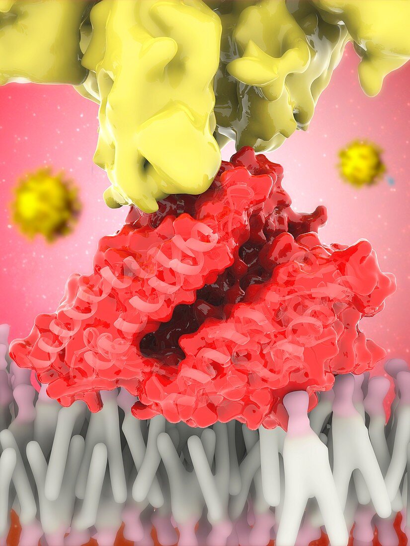 Covid-19 coronavirus protein and receptor, illustration