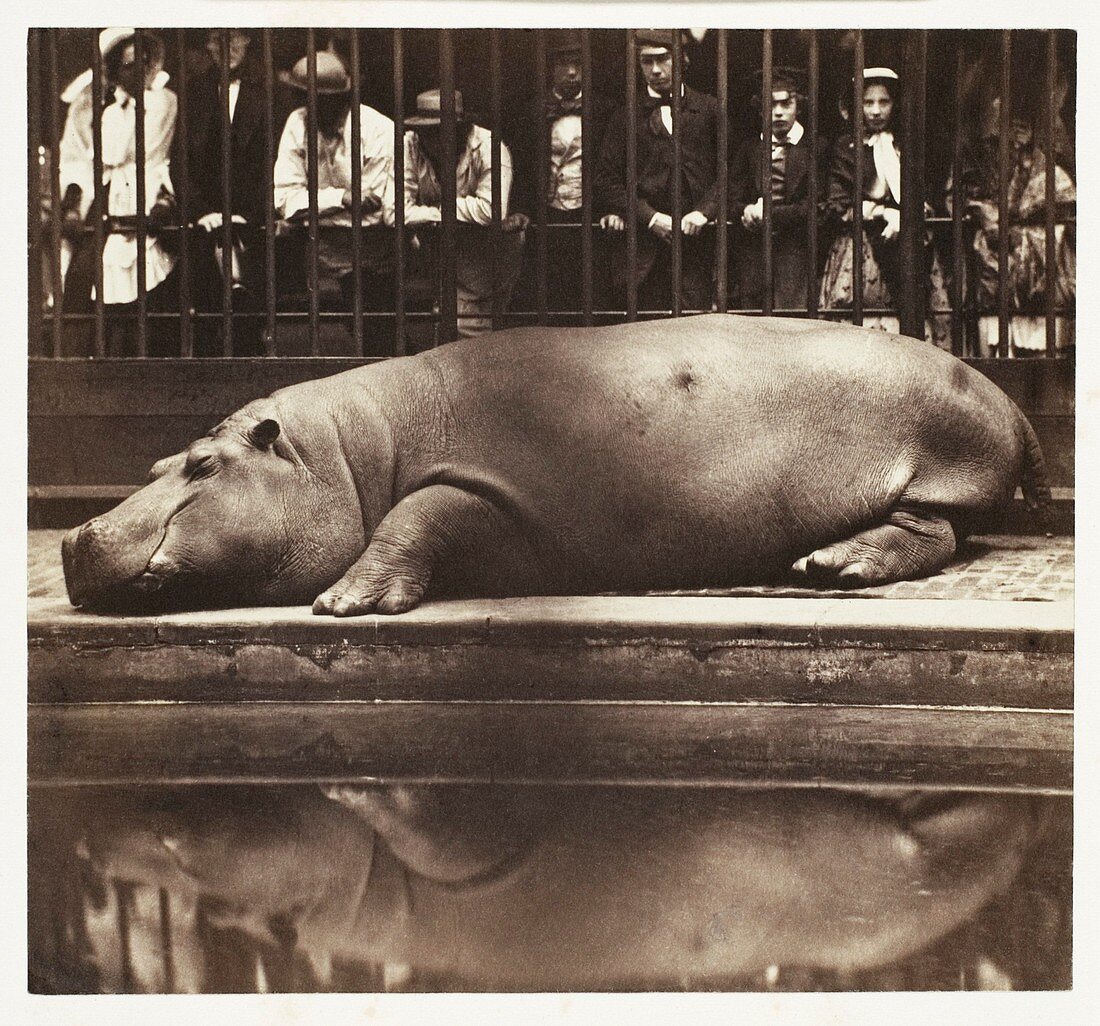 Hippopotamus at London Zoo, 1852