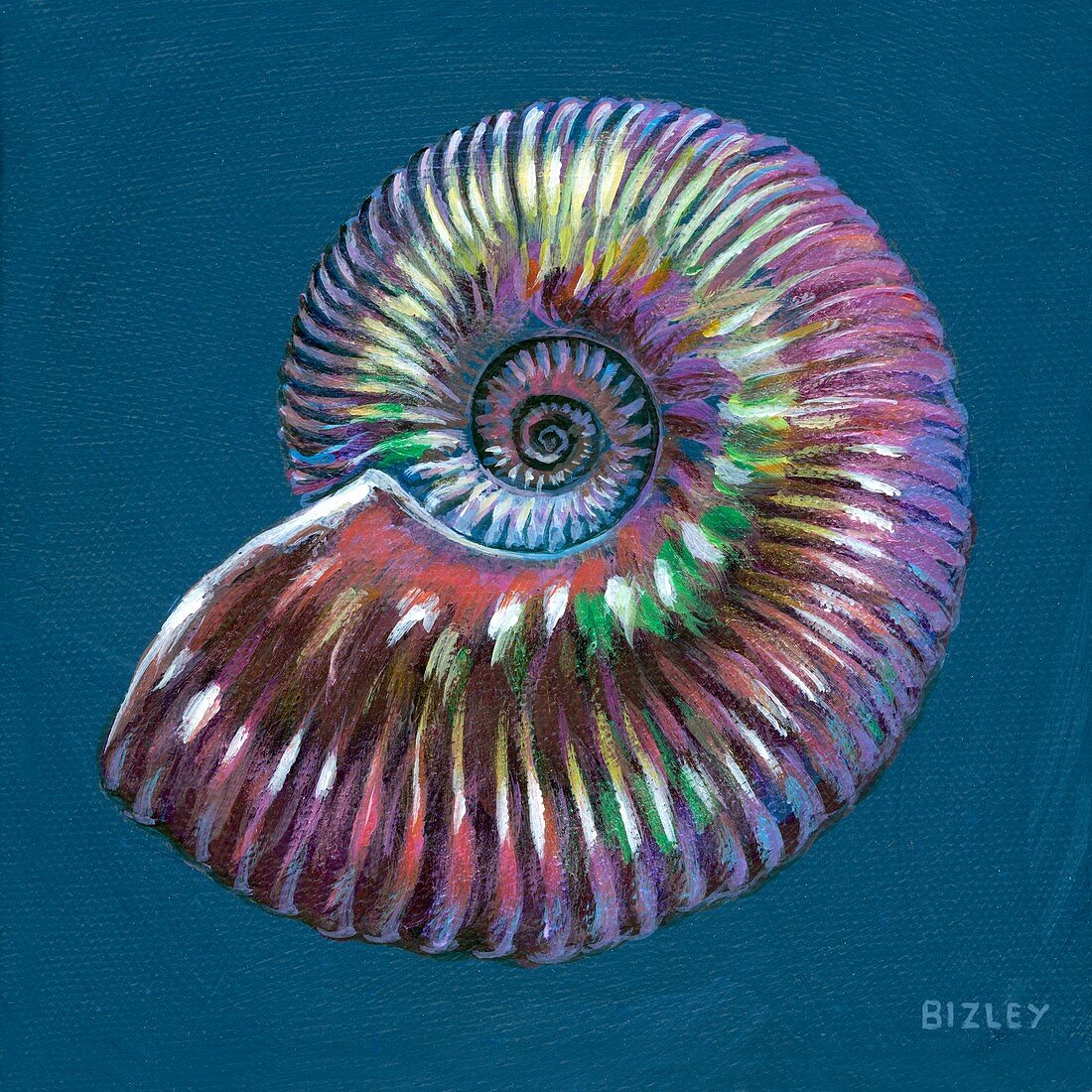 Fossil Quenstedtoceras ammonite, illustration