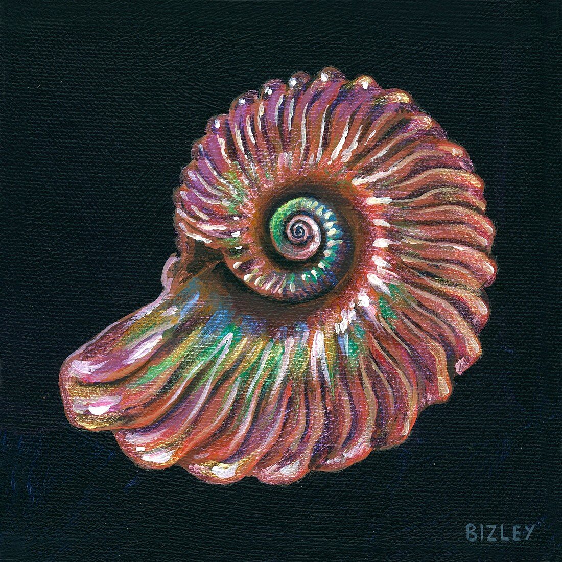 Fossil Kosmoceras ammonite, illustration