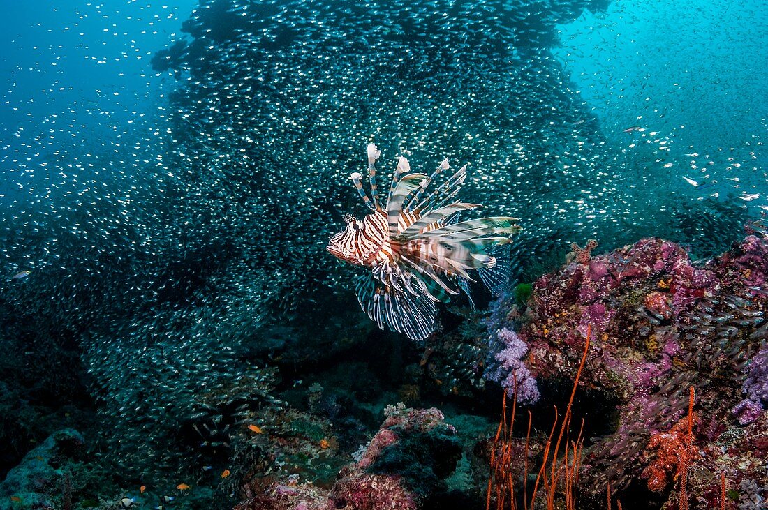 Common lionfish on reef, Bali, Indonesia