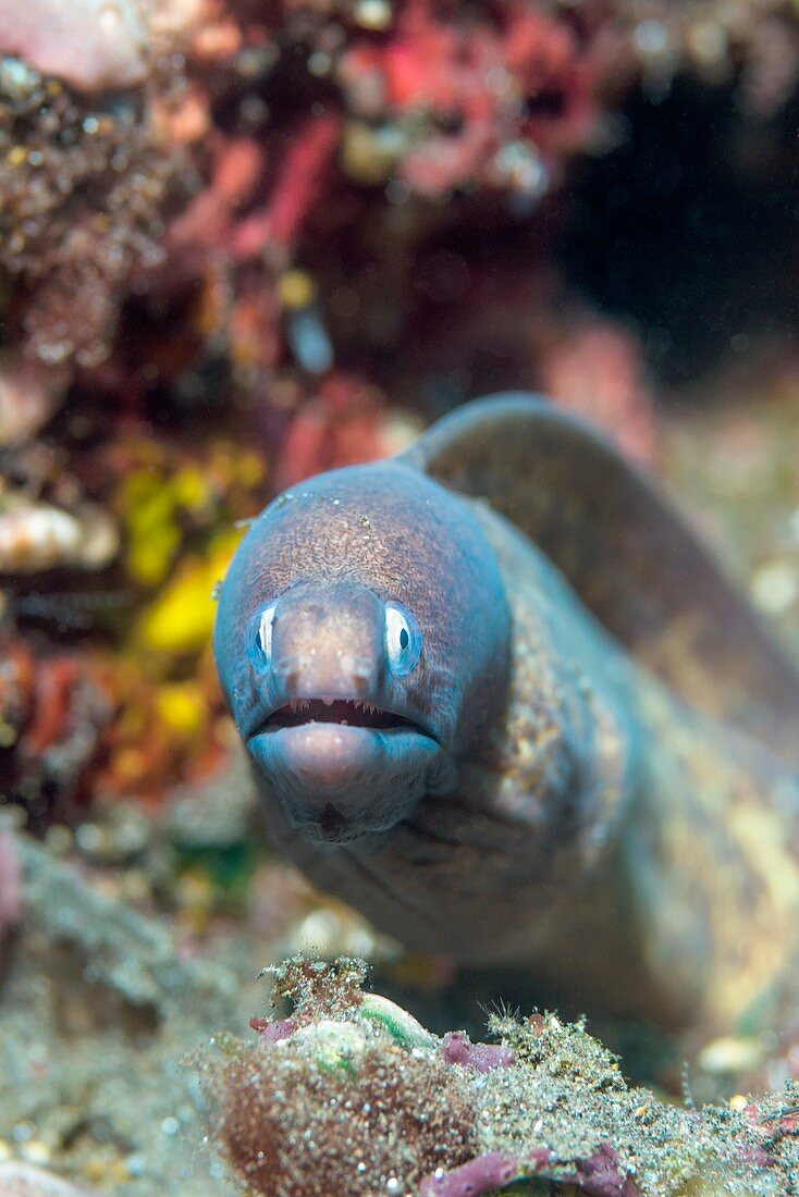 Greyface moray eel on reef, Bali, Indonesia