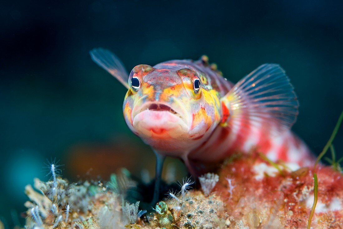 Red-spotted sandperch on reef, Bali, Indonesia