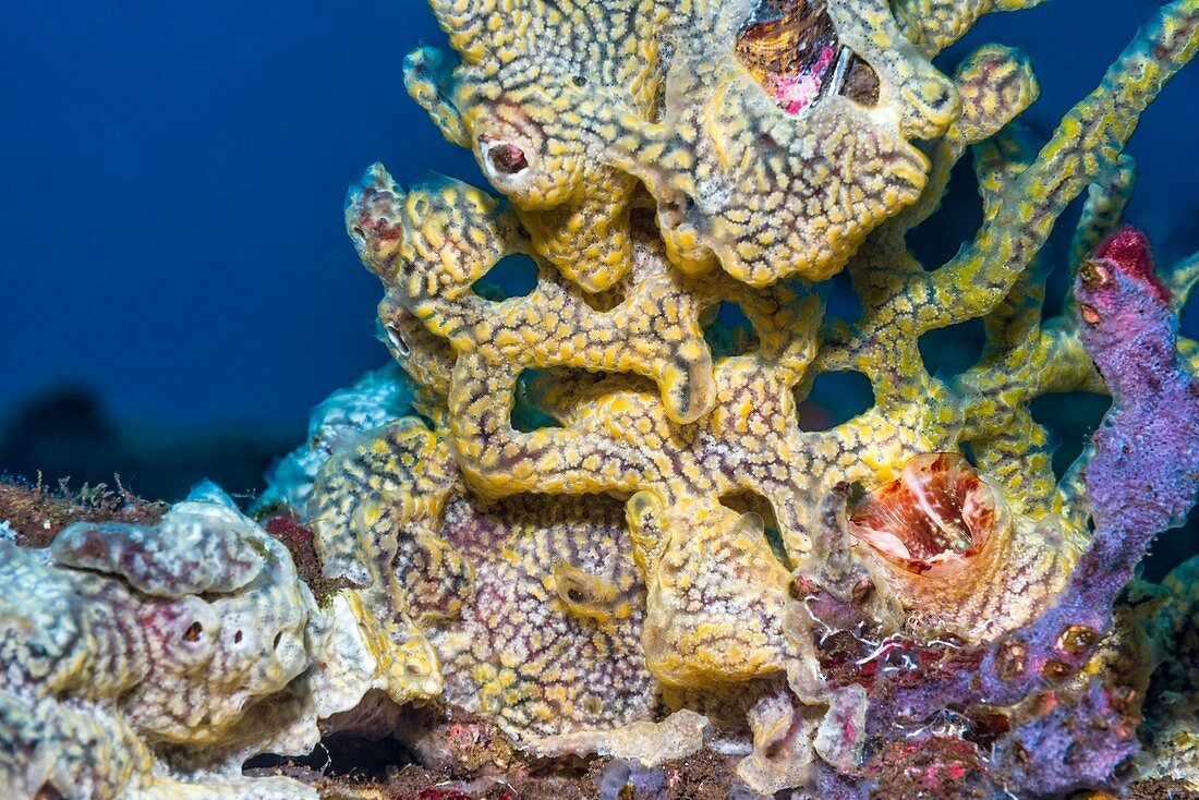 Sea squirt on reef, Bali, Indonesia