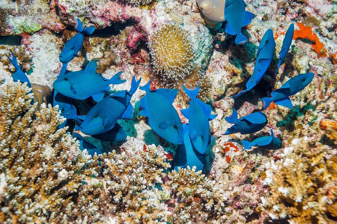 Redtoothed triggerfish on reef