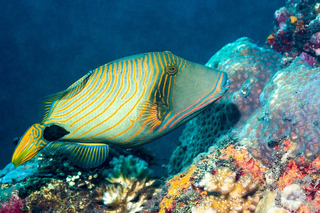 Orange-lined triggerfish on reef