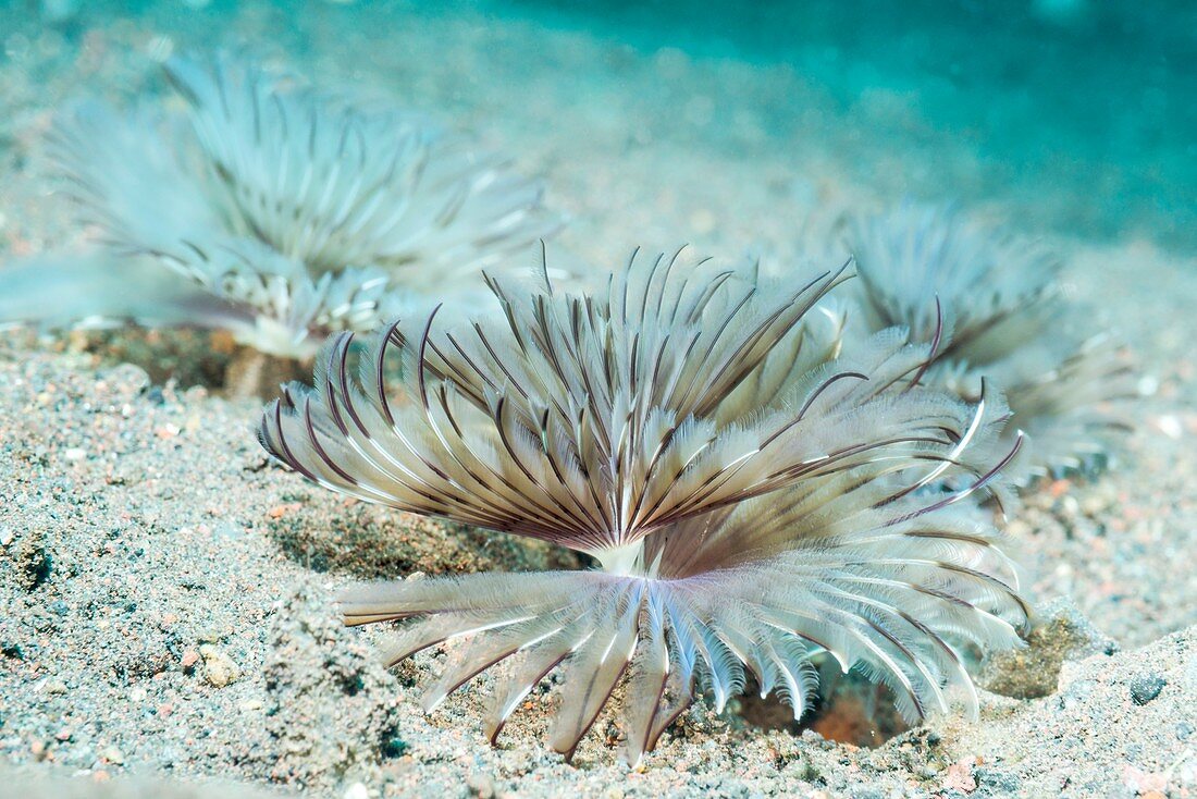 Feather duster worms on seabed, Bali, Indonesia