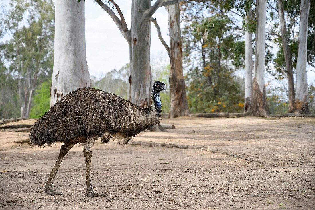 Emu, Brisbane, Australia