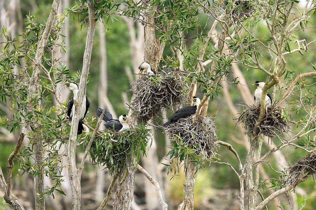 Pied cormorants, Brisbane, Australia