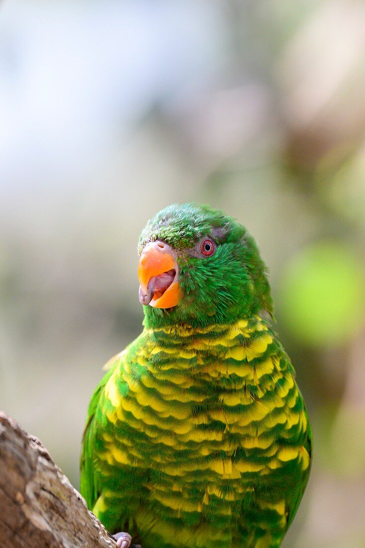 Scaly-breasted lorikeet, Brisbane, Australia