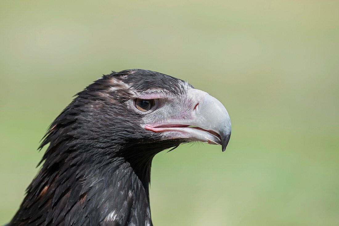Wedge-tailed eagle, Brisbane, Australia
