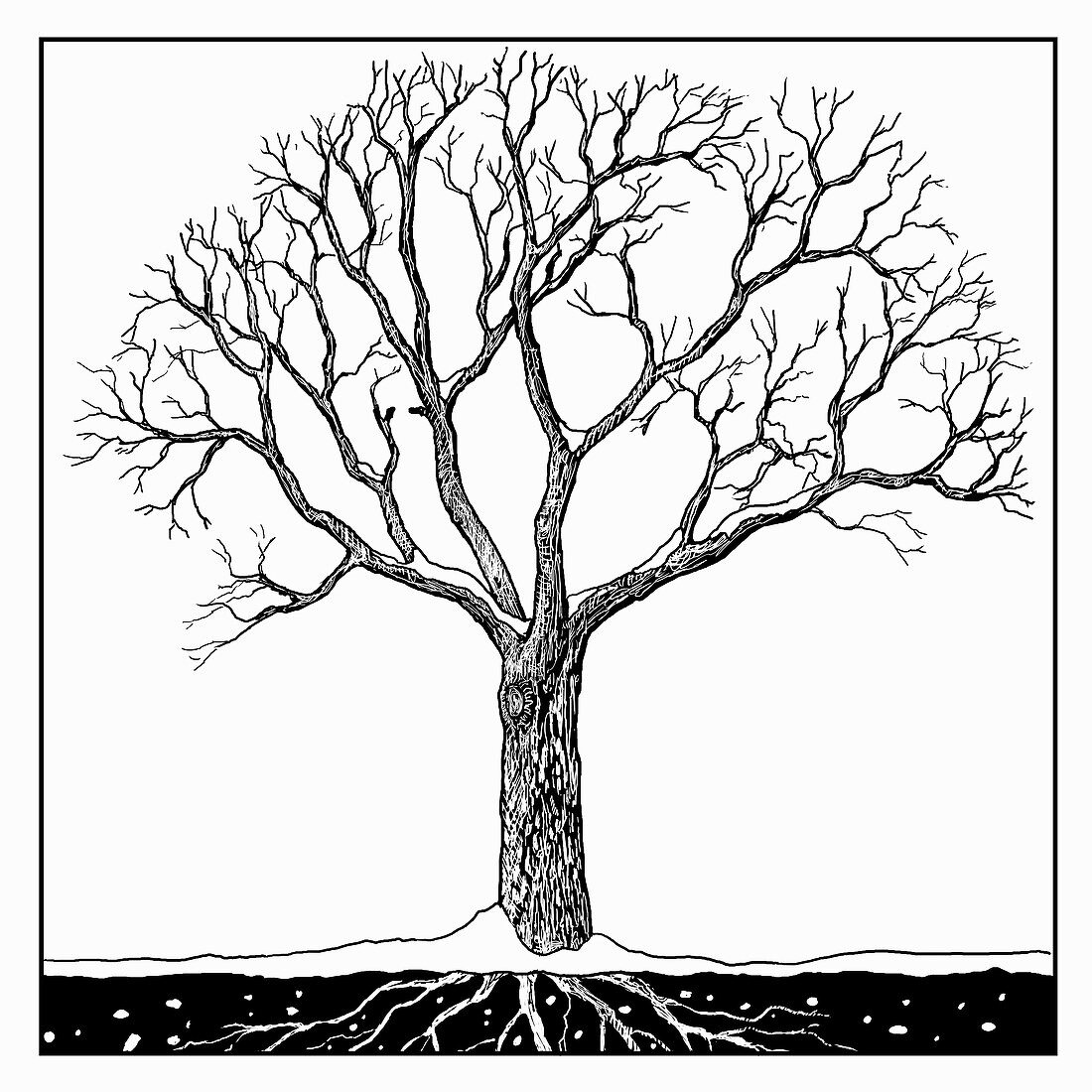 Tree in winter, illustration
