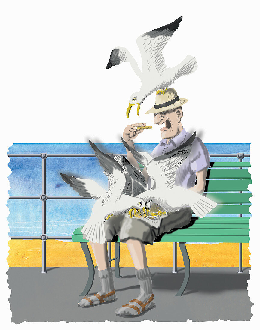 Seagulls stealing food, illustration