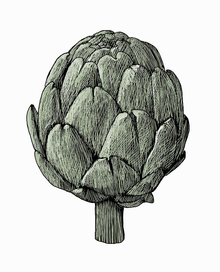 Globe artichoke, illustration