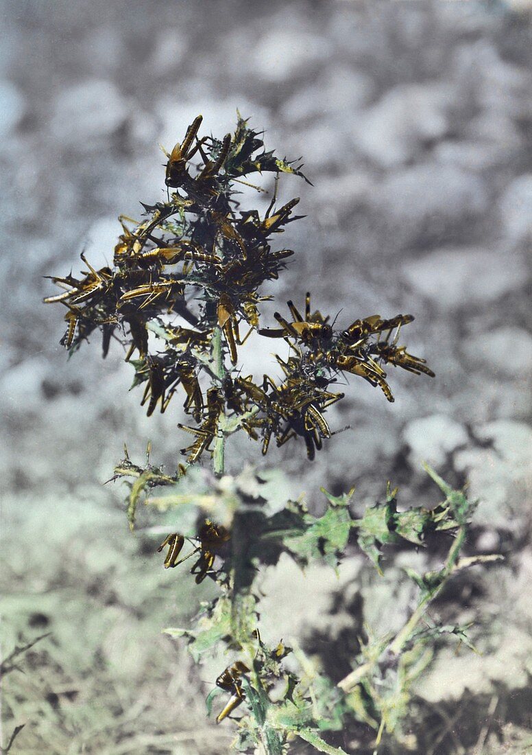Locusts on plant during locust plague in Palestine in 1915