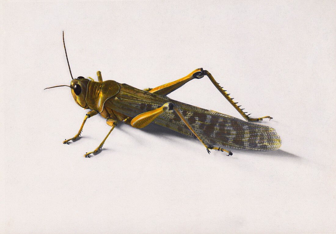Locust from swarm in Palestine in 1915
