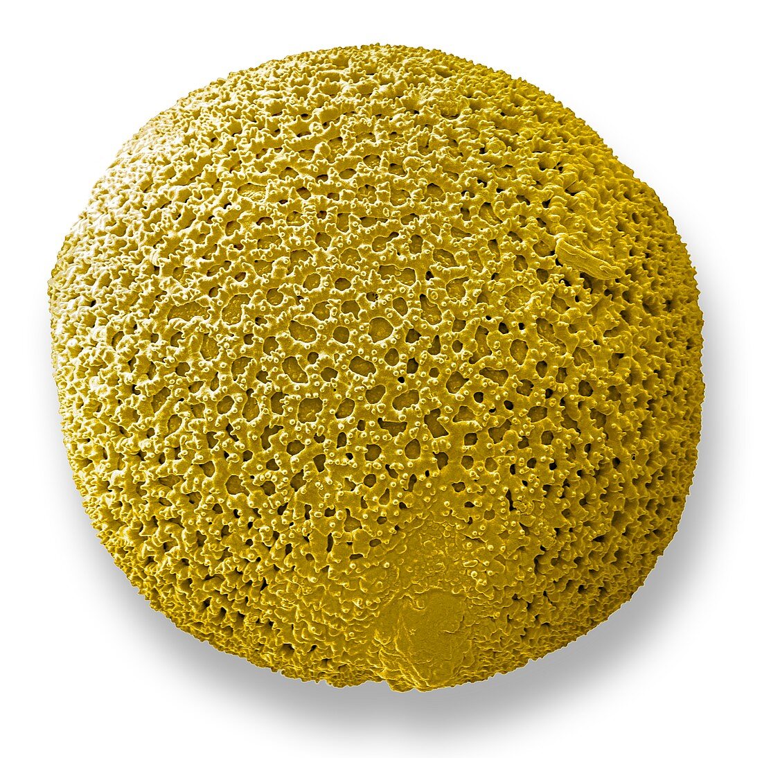 Garryla pollen. SEM