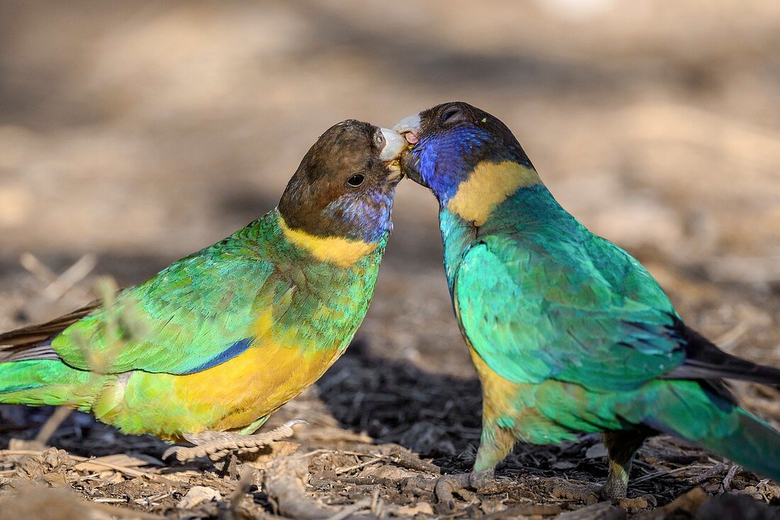 Australian ringneck parrots