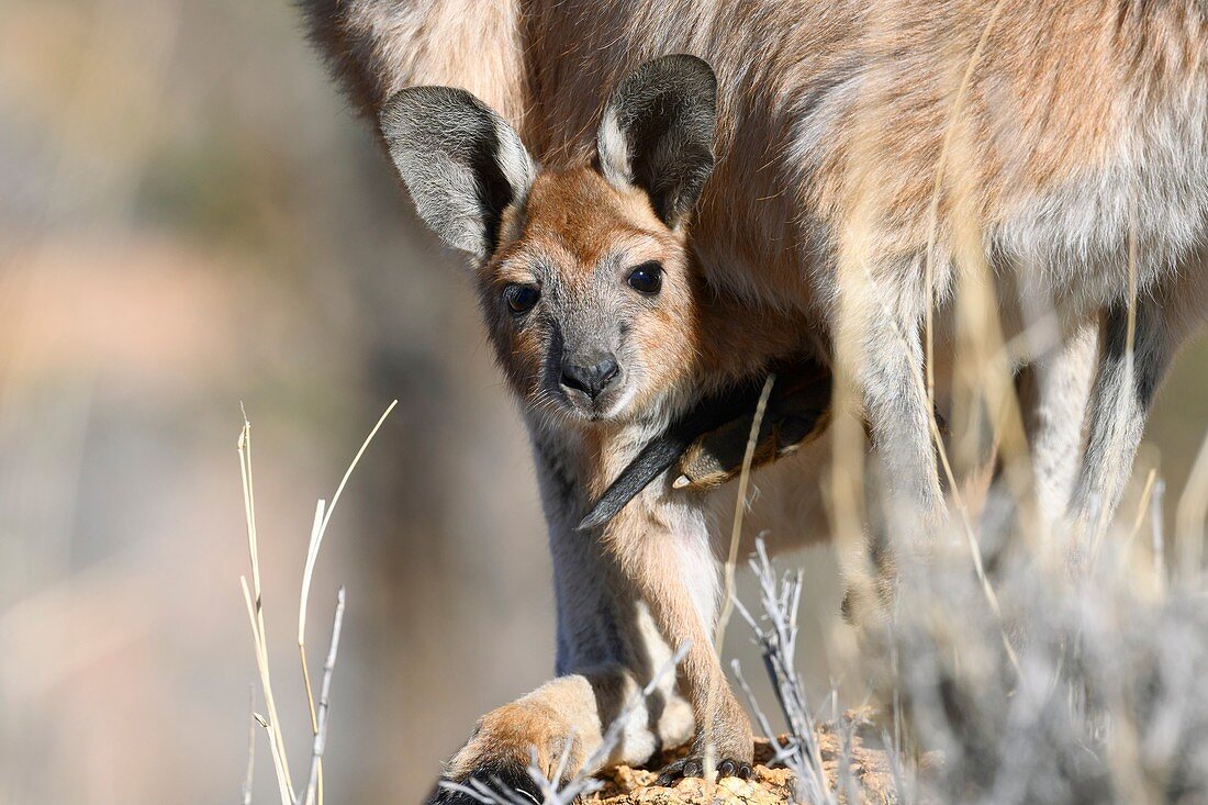 Kangaroo joey