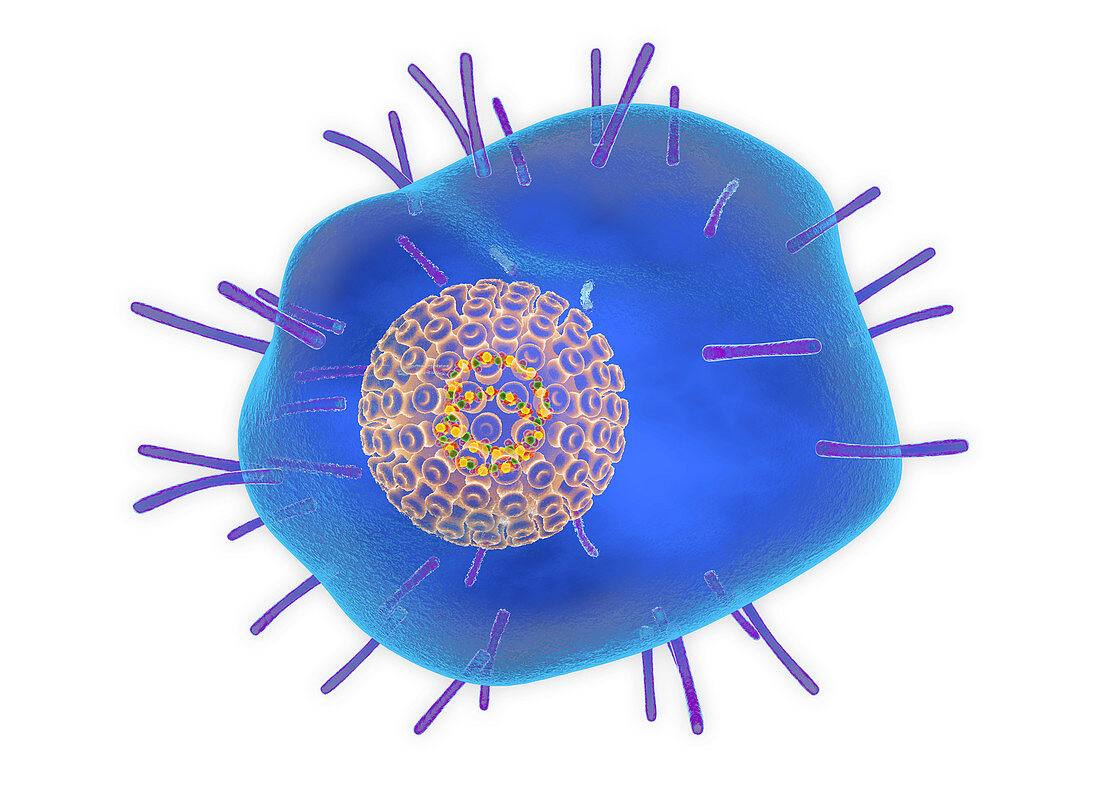 Varicella zoster virus, illustration