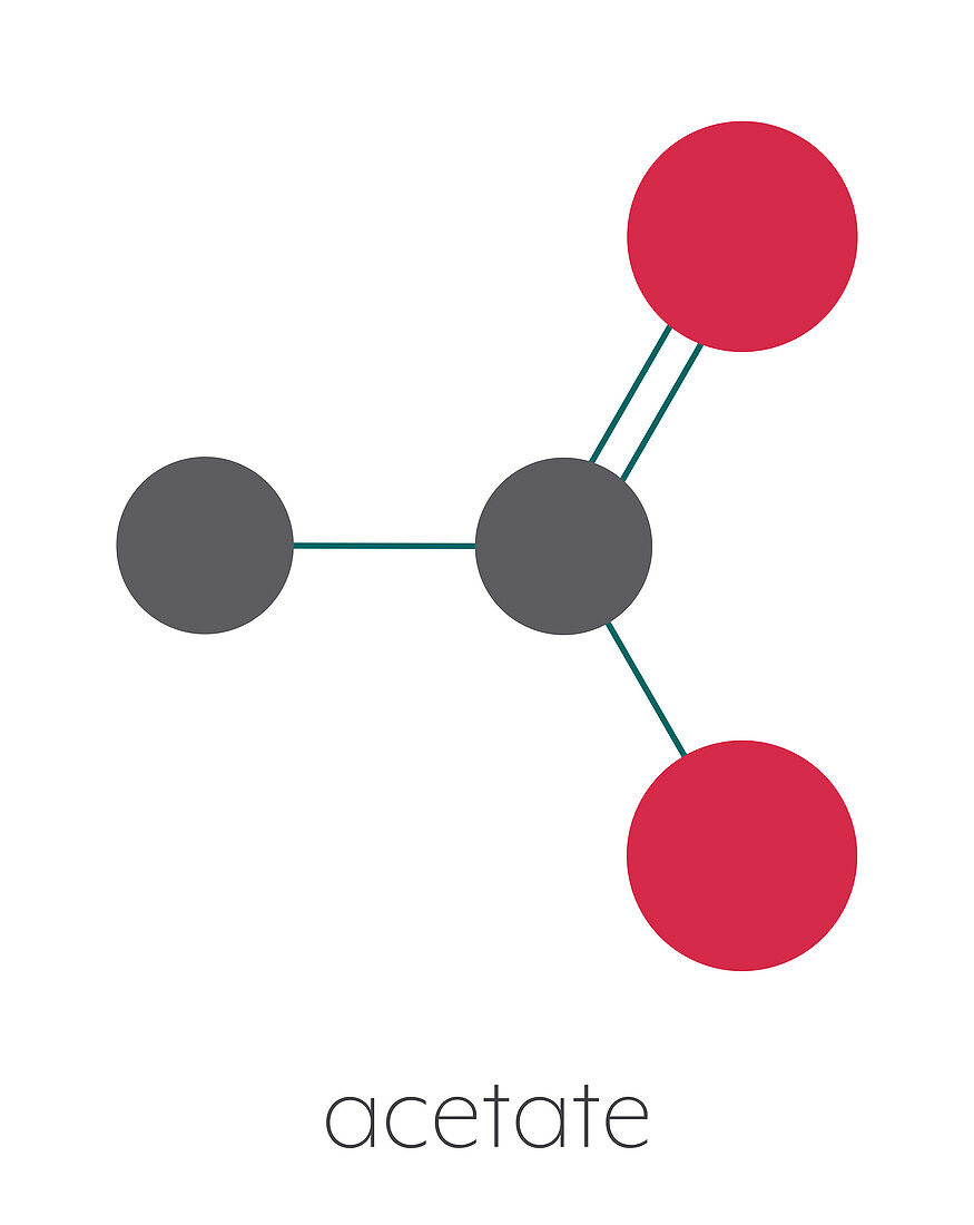 Acetate anion chemical structure, illustration
