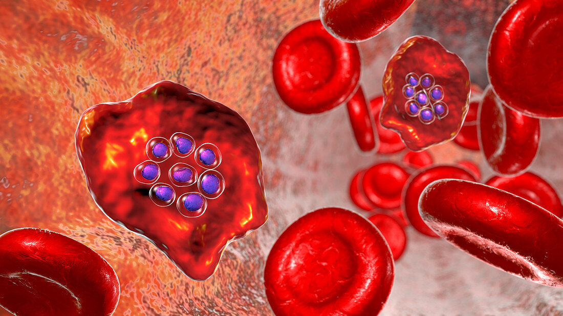 Plasmodium ovale inside red blood cell, illustration