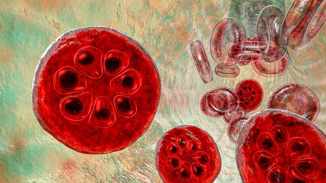 Plasmodium malariae inside red blood cell, illustration