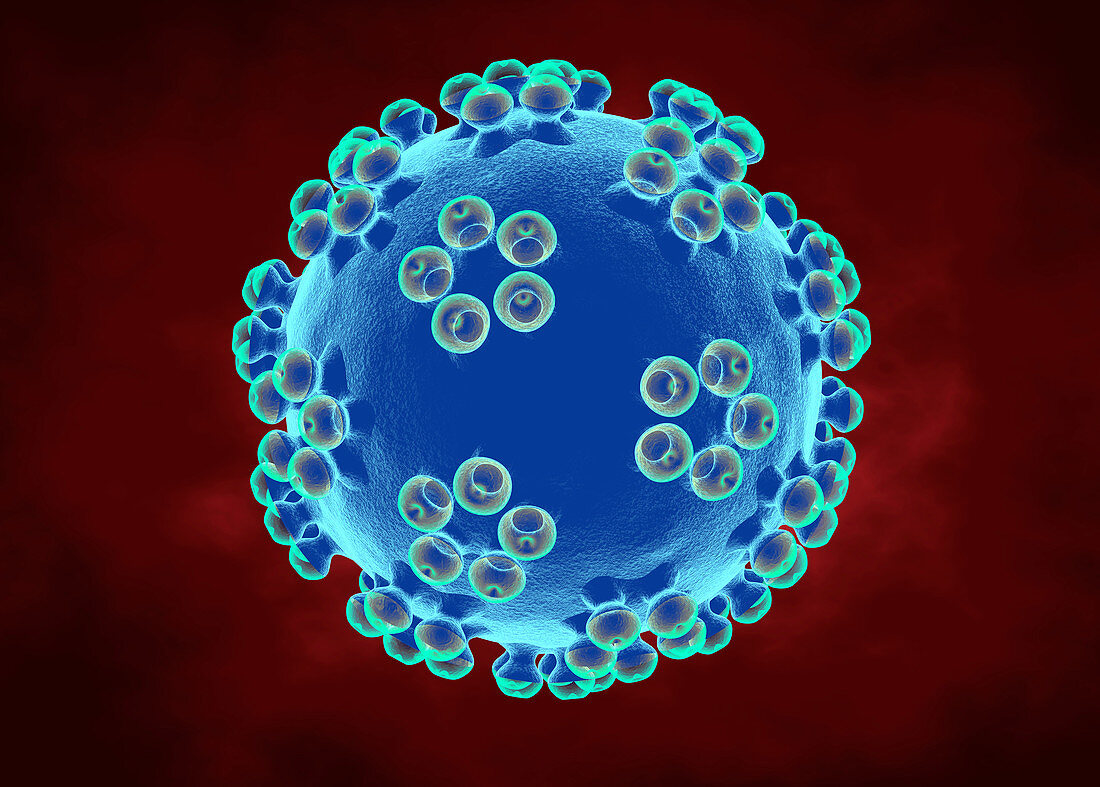 Human papillomavirus, illustration