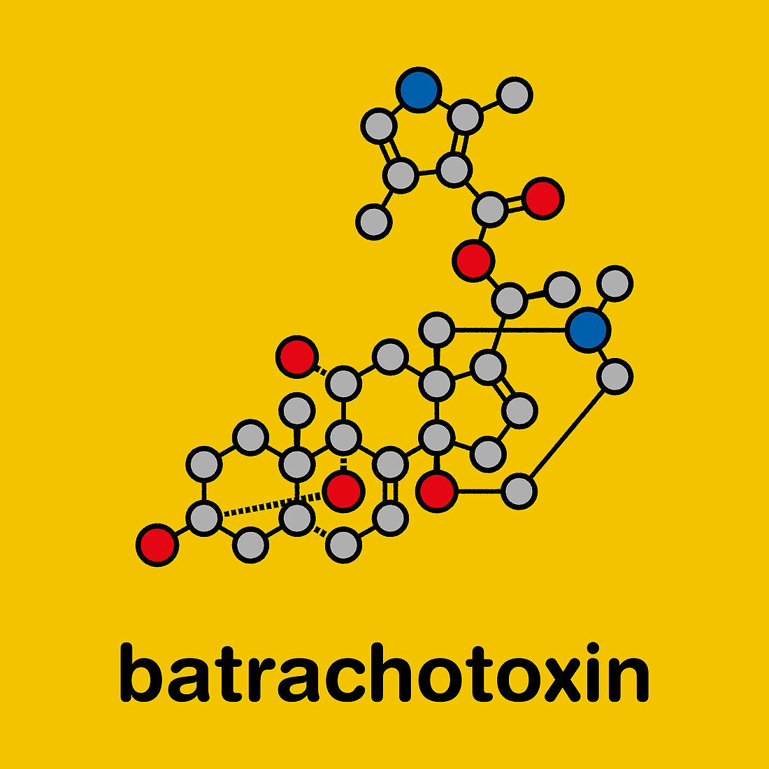 Batrachotoxin neurotoxin molecule, illustration