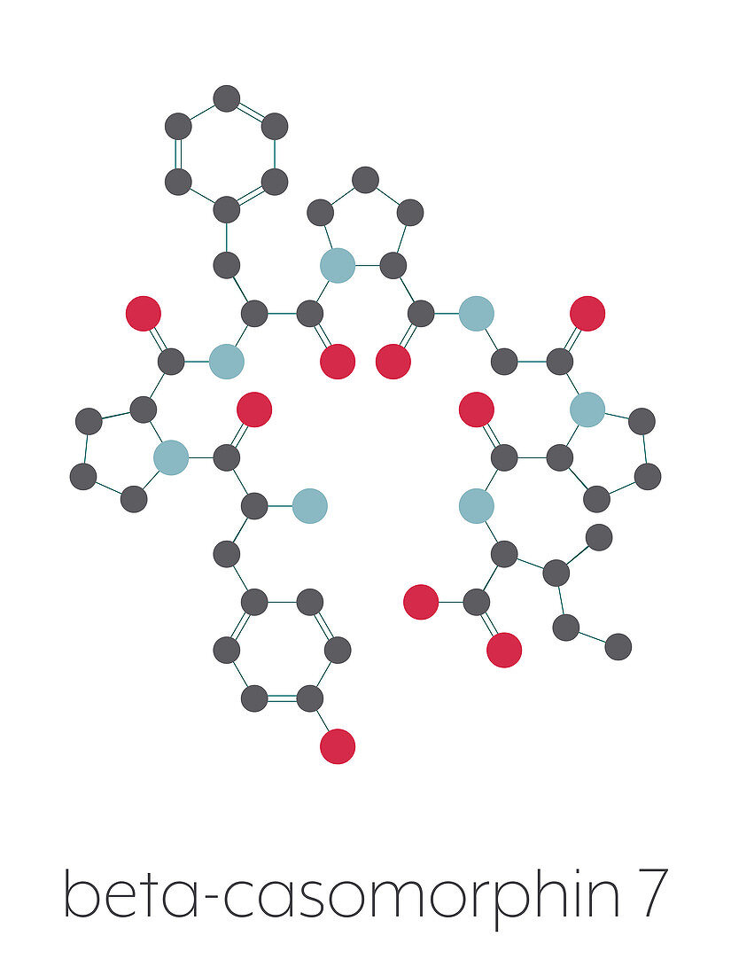 Beta-casomorphin peptide 7 molecule, illustration