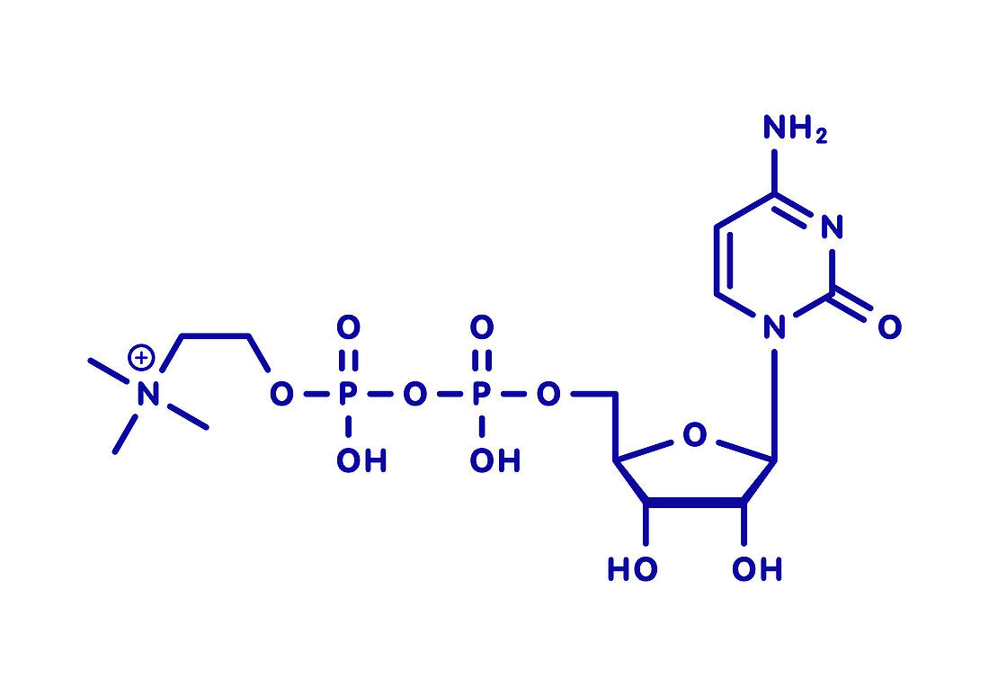 Citicoline molecule, illustration