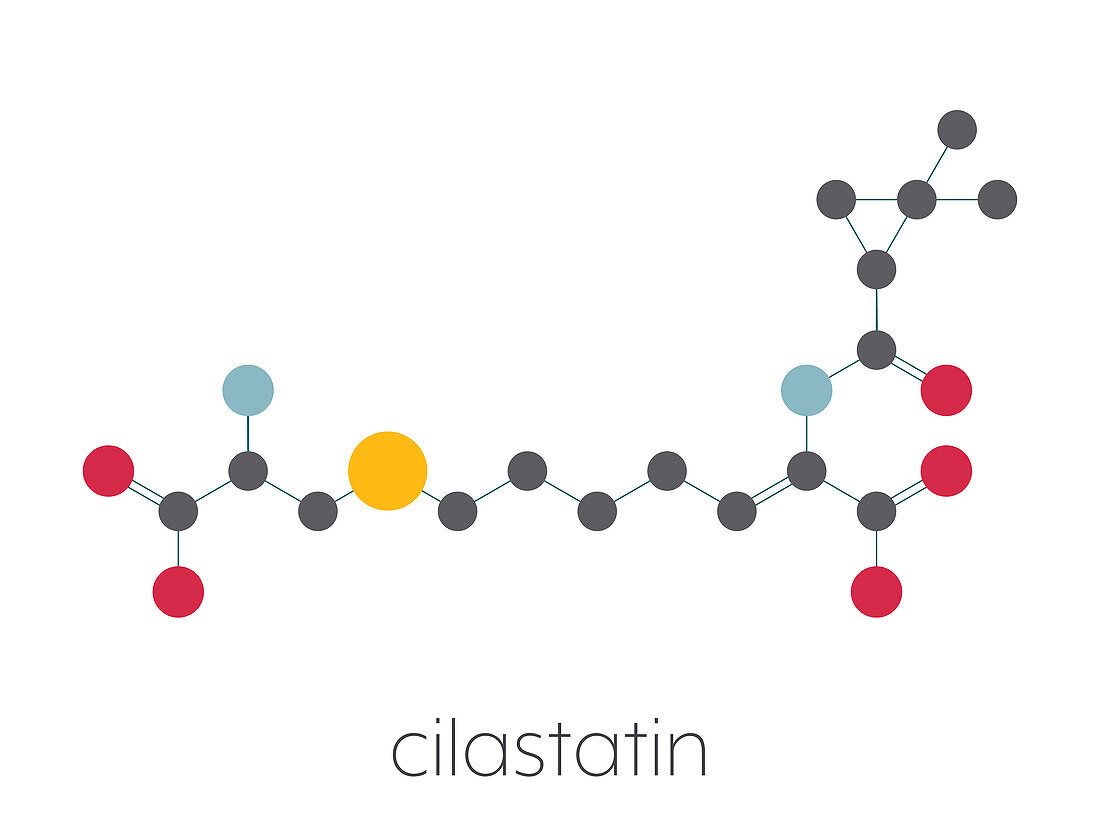 Cilastatin molecule, illustration