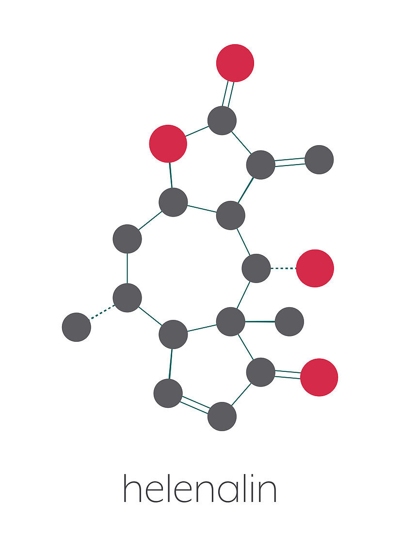 Helenalin sesquiterpene lactone molecule, illustration