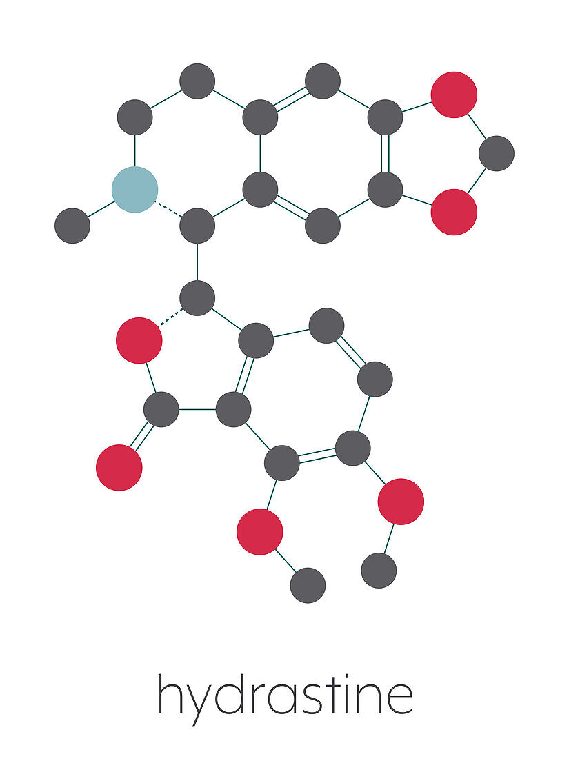 Hydrastine herbal alkaloid molecule, illustration
