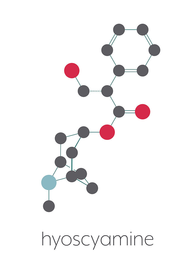 Hyoscyamine alkaloid molecule, illustration