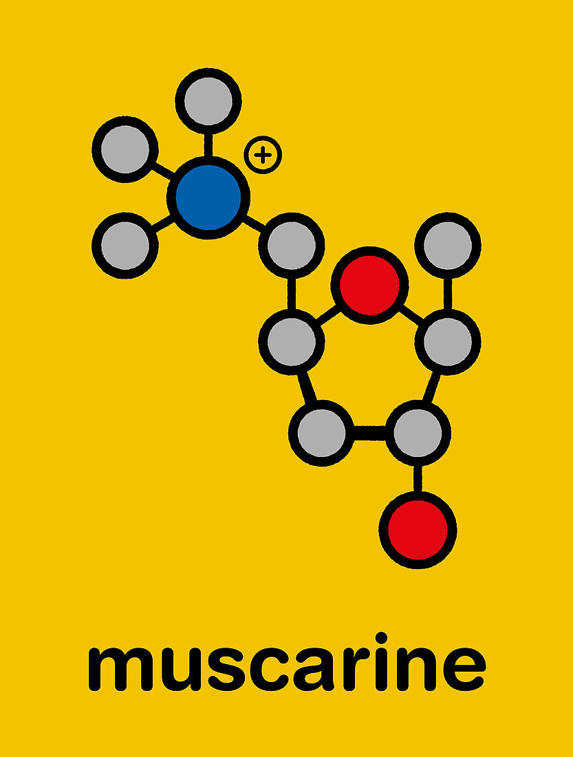 Muscarine mushroom toxin molecule, illustration