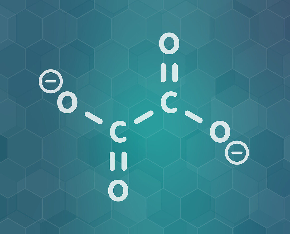 Oxalate anion chemical structure, illustration
