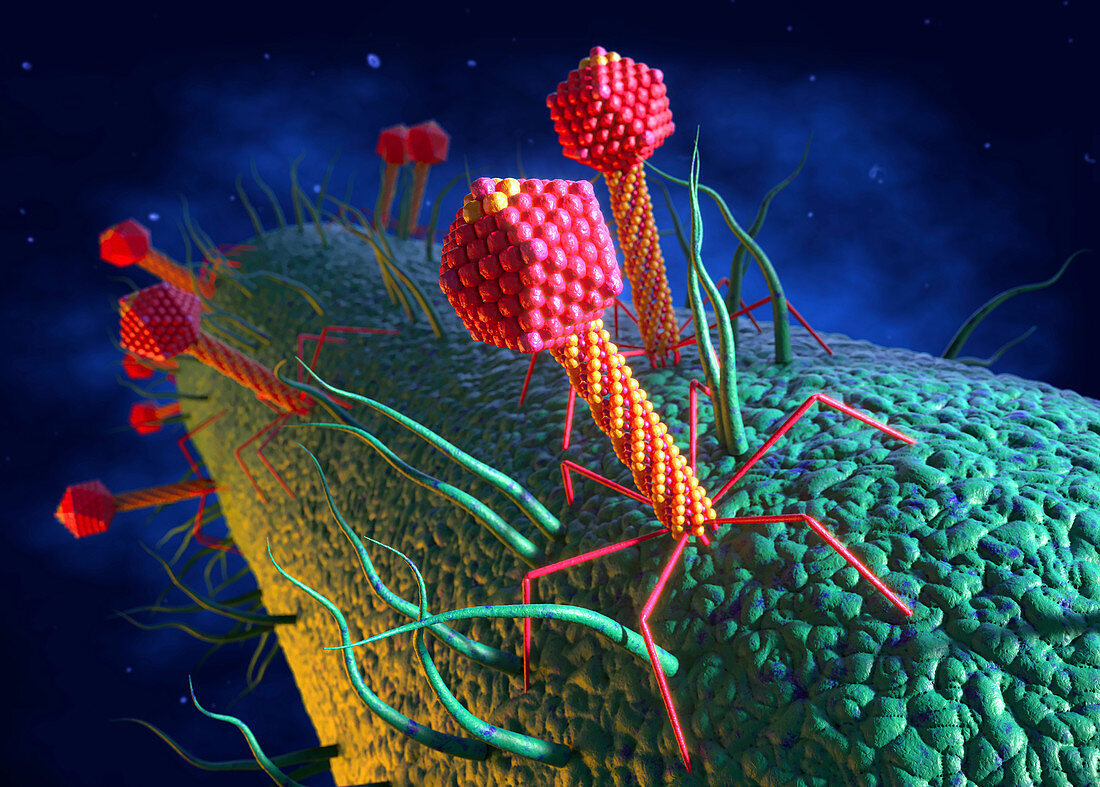 Bacteriophages infecting bacteria, illustration