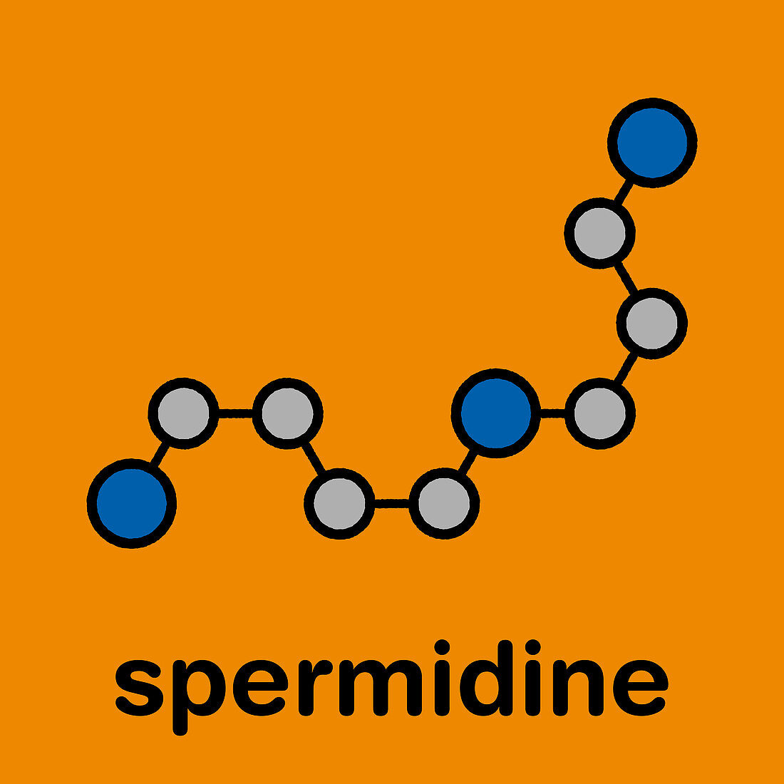 Spermidine molecule, illustration