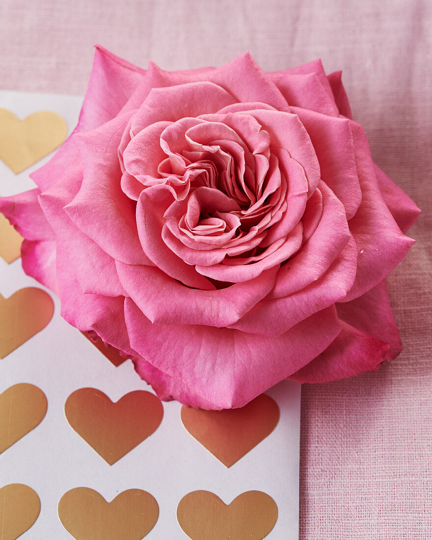 Pink rose on hart-patterned paper