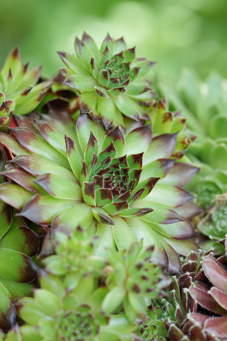 Sempervivum 'Tederheid'