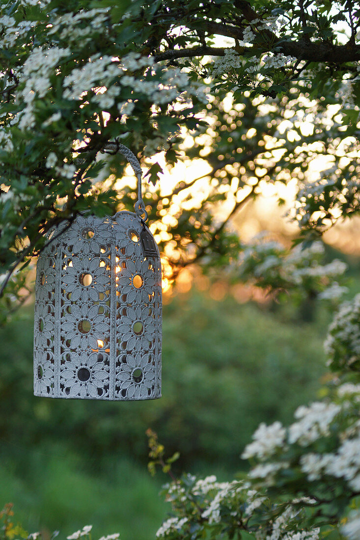 Lantern on the blooming hawthorn