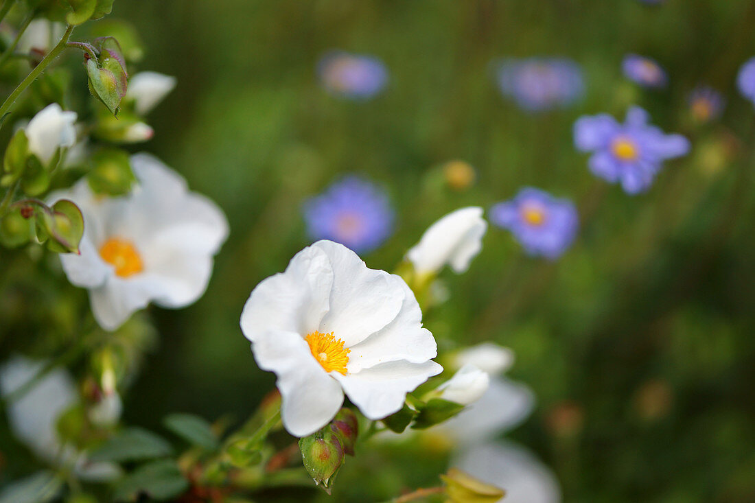 Weiße Blüte von Zistrose