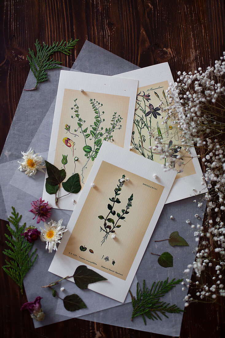 Card with botanical illustrations, leaves and flowers