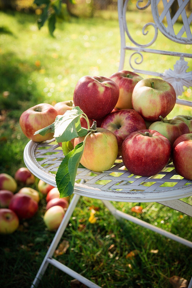 Frisch gepflückte Äpfel der Sorte Elstar auf einem Gartenstuhl.